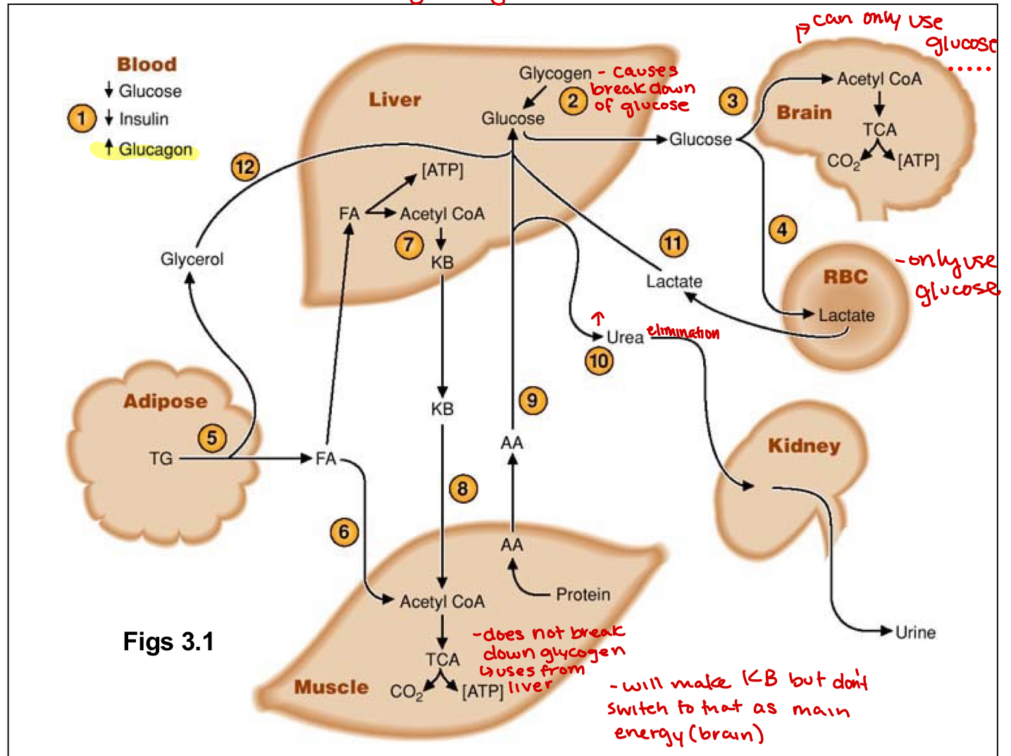 <p>glycolysis is triggered by rise in glucagon</p><p>fat=triglyceride(fat storage)=esters</p><p>triglyceride- 3 ester groups</p><p>ester-fatty acid+alcohol w water elimination/condensation</p><ul><li><p>breaks down triglycerides through hydrolysis, opposite is condensation rxn</p></li></ul><p></p>