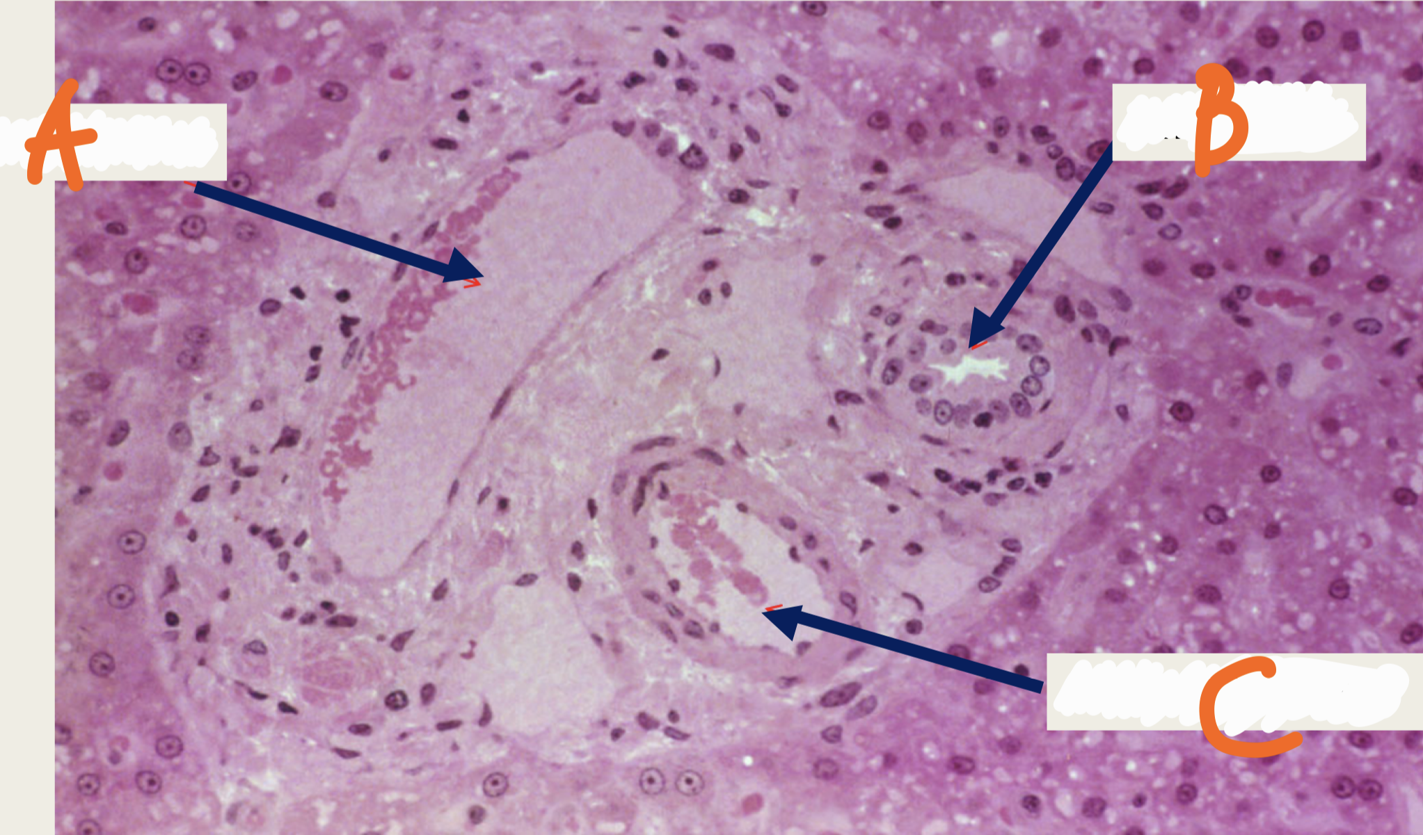 <p>Identify the structure</p>
