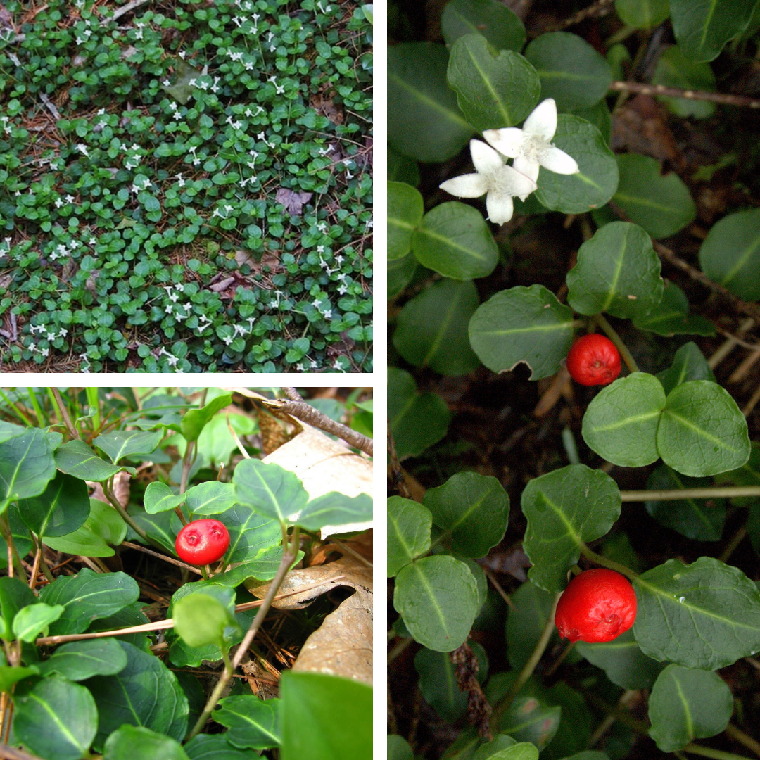 <p>Partridge berry</p><p>opposite leaves, ground creeping, fused red double berries, evergreen, light center vein</p>