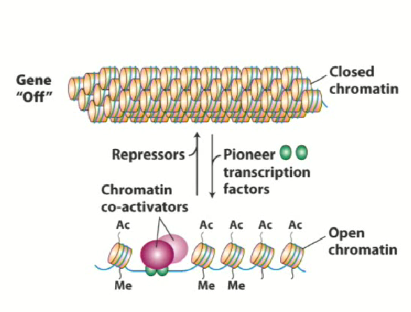 <ul><li><p>Transcription factors that bind to DNA in the bound up form of chromatin in order to open it up</p></li><li><p>“Pave the way” to allow other transcription factors to work</p></li><li><p>Can interact with the outer portions of the nucleosome and bind to DNA to interact with histones to change the conformation of chromatin</p></li></ul><p></p>