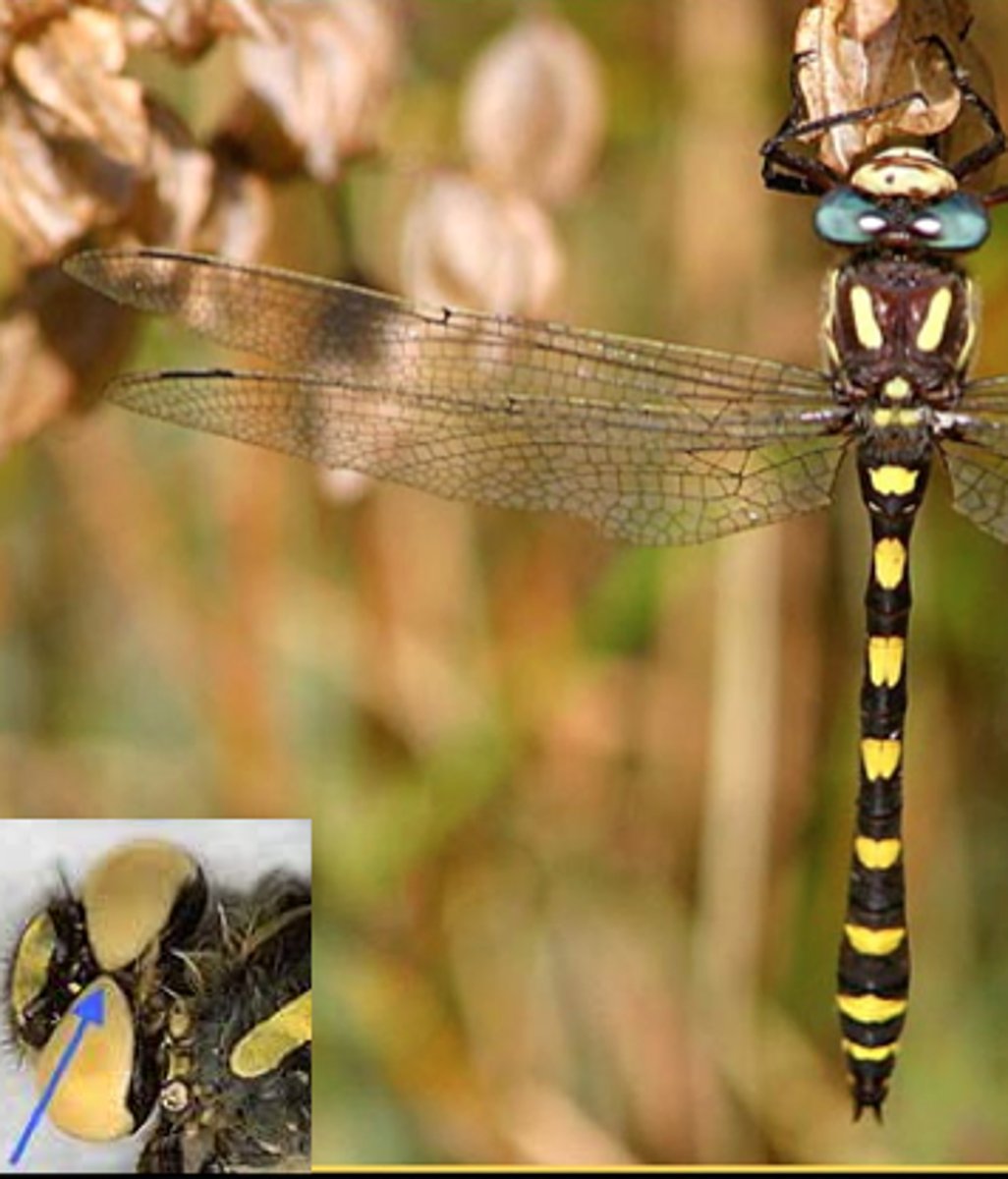 <p>Bronlibellen, donker met gele mozaïek</p>