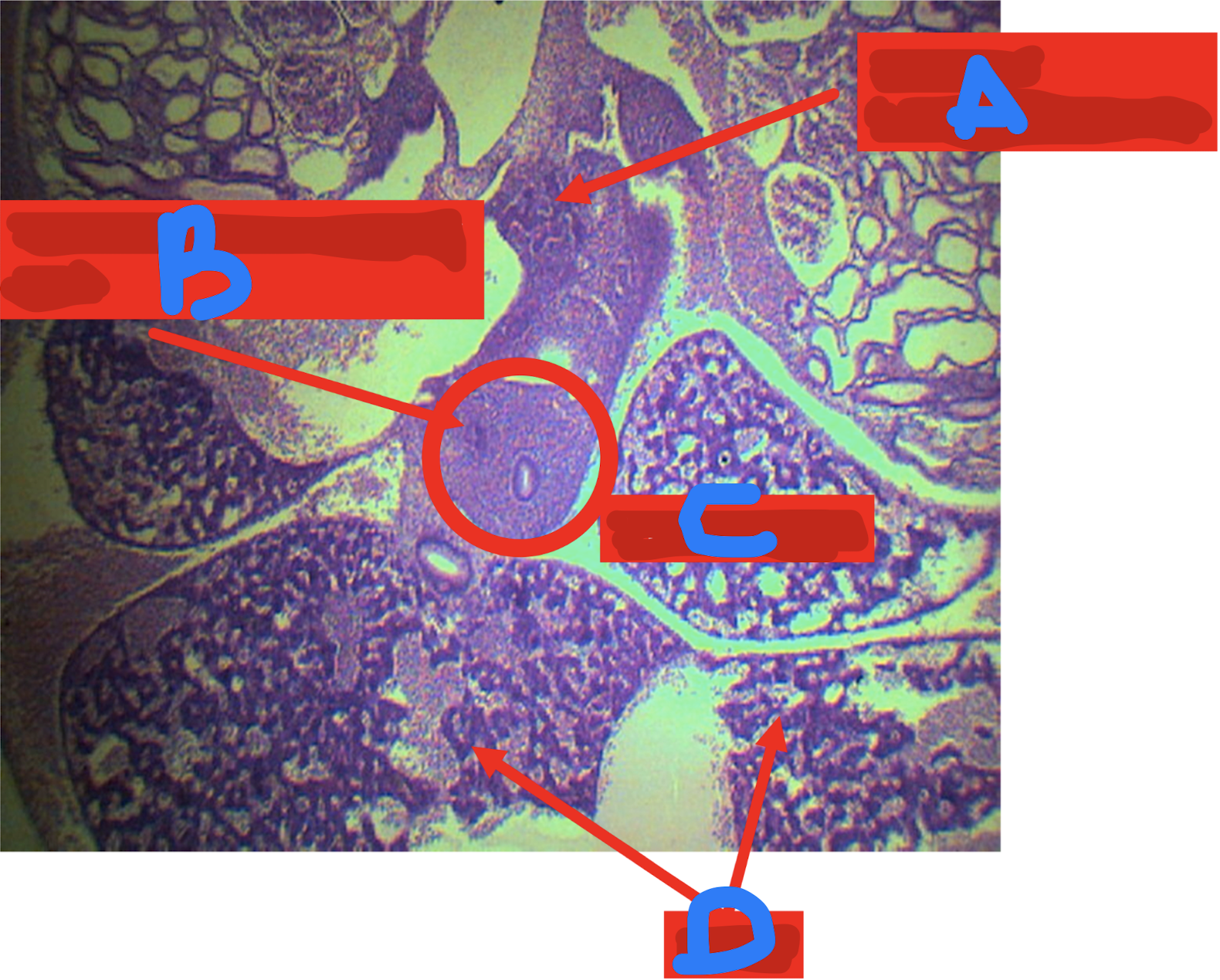 <p>Identify the structure</p>