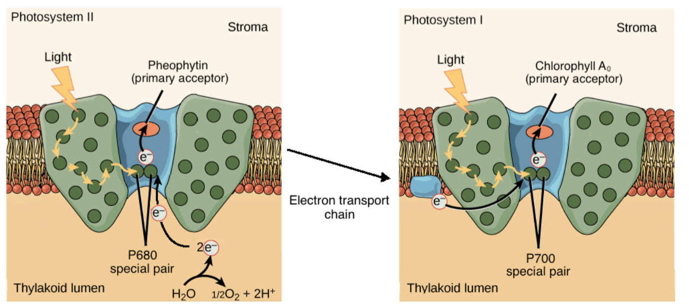 Special pairs:
- The chlorophyll a special pairs of the two photosystems absorb different wavelengths of light. The PSII special pair absorbs best at 680 nm, while the PSI special absorbs best at 700 nm
- Because of this, the special pairs are called P680 and P700, respectively.

Primary acceptor:
- The special pair of each photosystem passes electrons to a different primary acceptor
- The primary electron acceptor of PSII is pheophytin, an organic molecule that resembles chlorophyll, while the primary electron acceptor of PSI is a chlorophyll called A0^7,8
​

Source of electrons:
- Once an electron is lost, each photosystem is replenished by electrons from a different source
- The PSII reaction center gets electrons from water, while the PSI reaction center is replenished by electrons that flow down an electron transport chain from PSII.