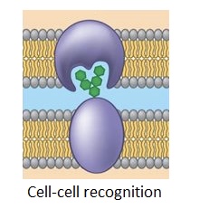 <p>Function is communication and recognition using carbohydrates, glycoproteins and glycolipids. Its useful in the immune system. </p>