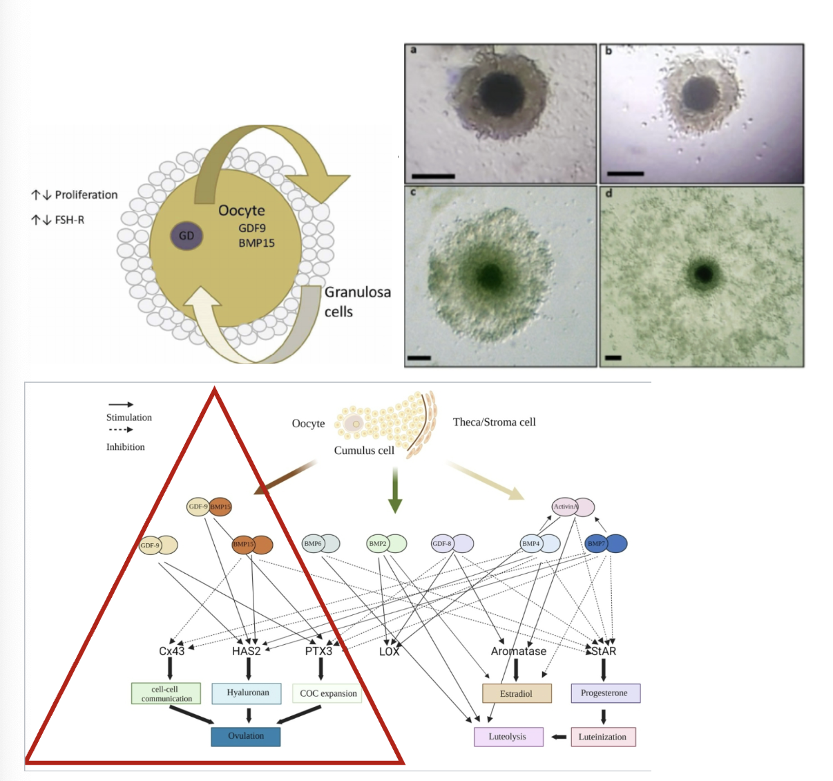 <ul><li><p>soluble growth factors</p><ul><li><p>growth-differentiation factor 9</p></li><li><p>bone morphogenetic protein 15</p></li></ul></li><li><p>modulate various cumulus and granulosa cell activities</p></li></ul><p></p>