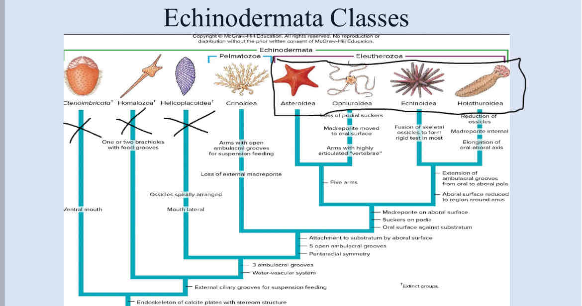 <p>Main characteristics of echinodermata </p><p></p><p>•“Spiny Skin”</p><p>•No distinct brain (circumoral <strong>ring</strong> and radial nerves)</p><p>•Complete digestive system</p><p>•No circulatory system, uses coelom</p><p>•Gas exchange via dermal branchiae or other specialized systems</p><p>•<strong>Endoskeleton</strong> made of calcium carbonate ossicles</p><p>•Bilateral symmetry in larvae but pentaradial in adulthood</p><p>•Exclusively marine</p>