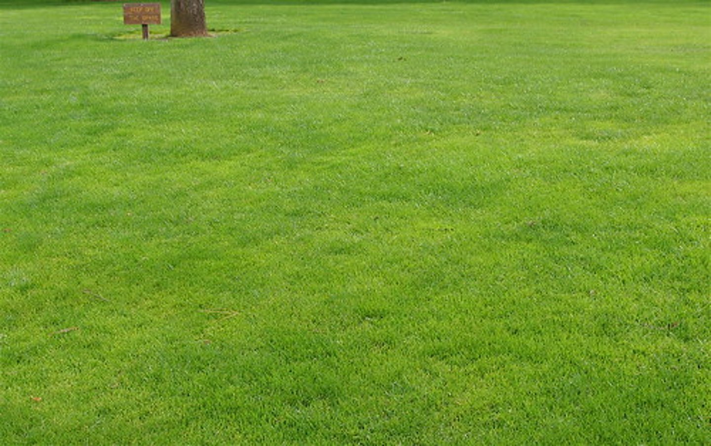 <p>Grass</p>