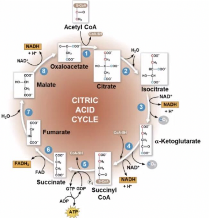 <p>How many steps are there in the citric acid cycle?</p>