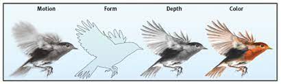 <ul>
<li>processing many aspects of a problem simultaneously</li>
<li>ex. vision (the brain delegates the work of processing color, form, motion, depth to different areas)</li>
</ul>