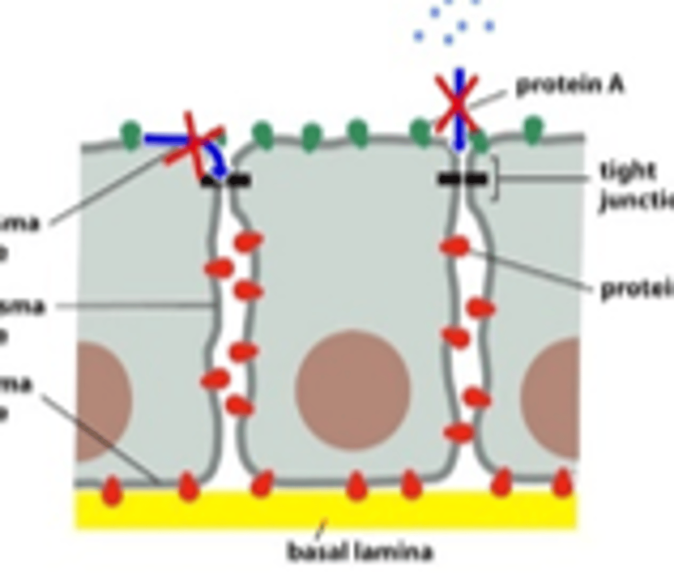 <p>- Hindrar molekyler från att ta sig igenom mellanutrymmet mellan cellerna <br>- Begränsar membranproteiners rörlighet</p>