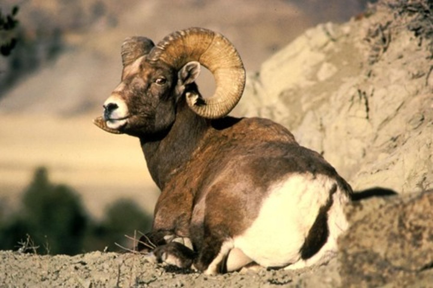 <p>Mountain/Bighorn Sheep</p>