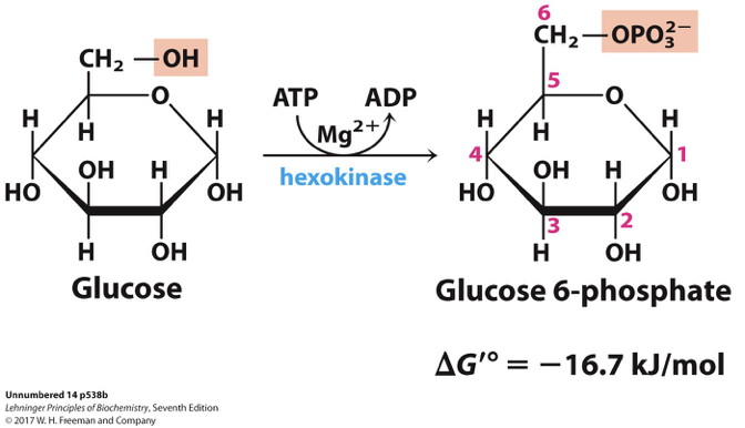 <p>to form glucose-6-phosphate. </p>