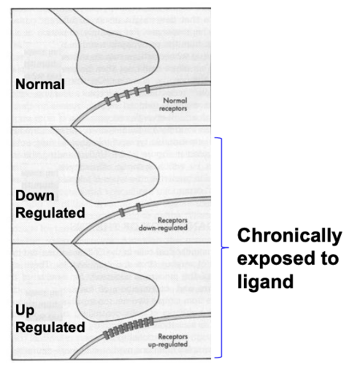 <p>increase the number of receptors </p>