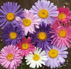 <p><img src="https://www.floretflowers.com/wp-content/uploads/2018/12/670B2506-640x427.jpg" alt="The Amazing World of China Asters - Floret Flowers"></p>