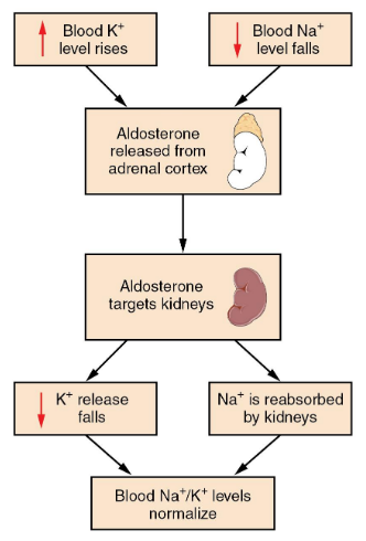 <p>Balance dietary intake with urinary loss (Na<sup>+</sup>, Ca<sup>2+</sup>, K<sup>+</sup>, etc.)</p>