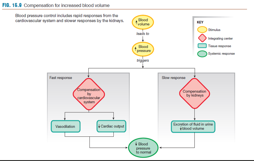 Kidney produces urine, which removed blood volume, could be the response to baroreceptor detection of higher than normal BP