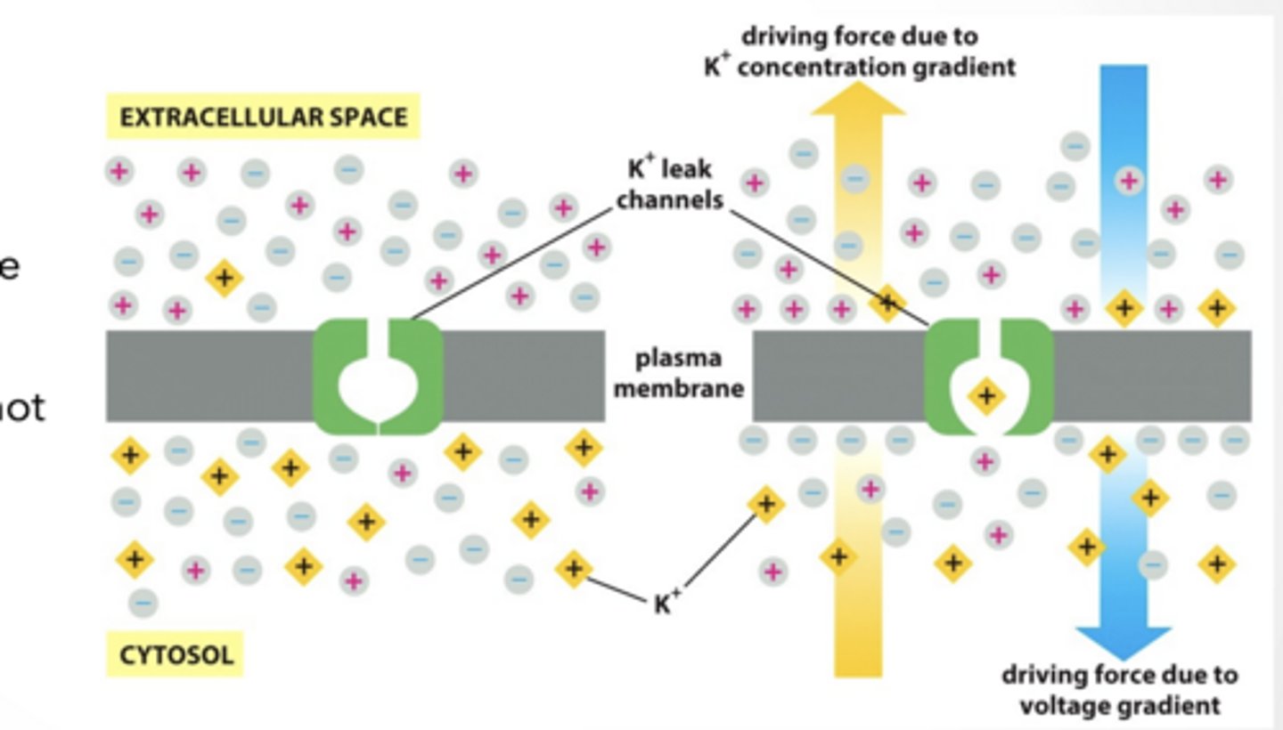 <p>MEMBRANE POTENTIAL IS BALANCE OF VOLTAGE AND CONCENTRATION GRADIENTS </p><p>Membrane potential is measured in reference to the extracellular space </p><p>Membrane potentials may not have both forces going the same way</p><p>concentration and voltage gradients could be going opposite. </p><p>Inside cell:</p><p>K⁺ HIGH</p><p>Na⁺ LOW</p><p>Ca²⁺ VERY LOW</p><p>Outside cell:</p><p>Na⁺ HIGH</p><p>Cl⁻ HIGH</p><p>Ca²⁺ HIGH</p><p>These gradients power:</p><p>action potentials</p><p>signaling</p>