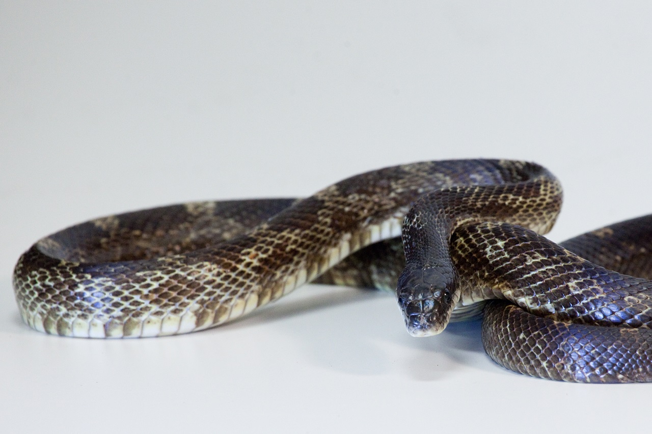 <p><span style="font-family: &quot;Times New Roman&quot;, serif">Have a colored dorsal pattern that appears on the skin between the scales.</span></p>