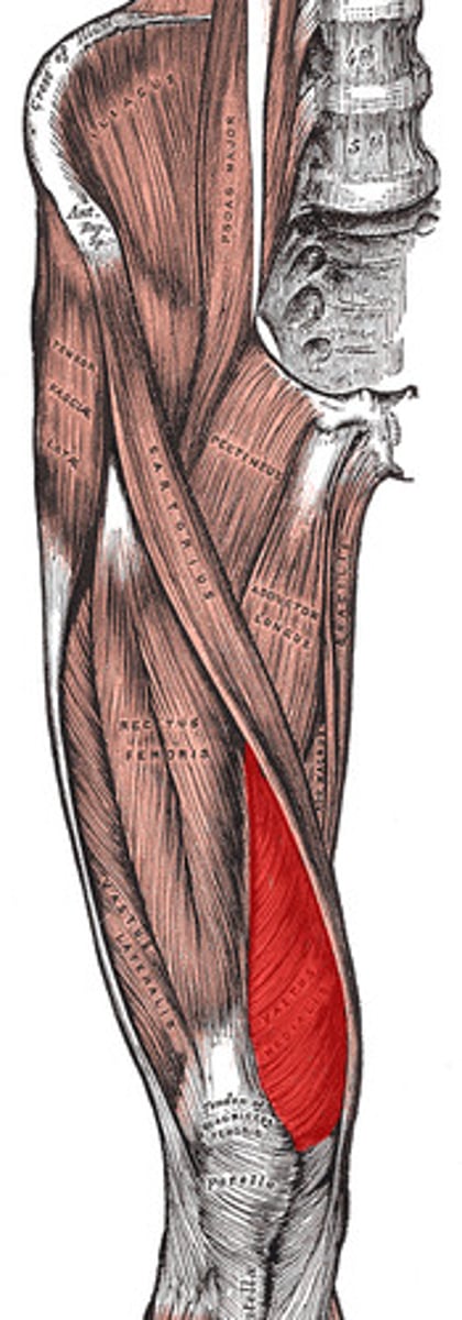 <p>ORIGIN: femur (medial side of intertrochanteric line and linea aspera)</p><p>INSERTION: tibial tuberosity </p><p>FUNCTION: extend leg </p><p>INNERVATION: femoral nerve</p>