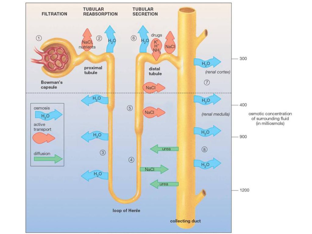 Human Anatomy Urinary system Flashcards Knowt