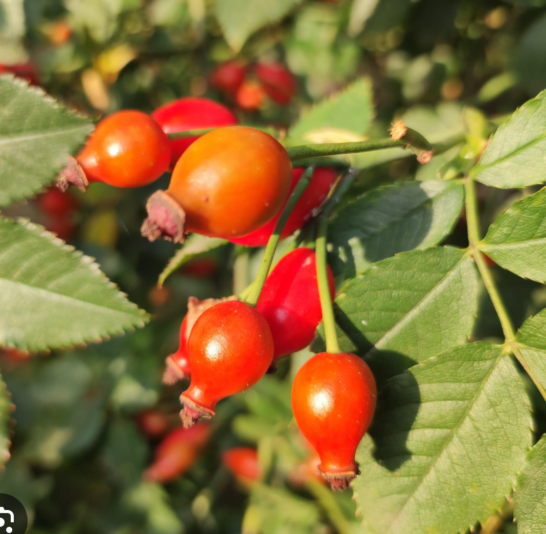 <p><span style="font-family: UICTFontTextStyleItalicBody; font-size: 19px;"><em>Rosa canina</em></span></p>