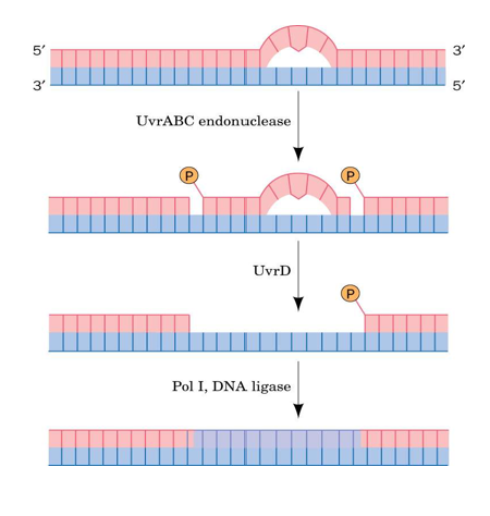 <p>Bulky Adducts: Nucleotide Excision Repair</p><p><span style="font-family: &quot;Comic Sans MS&quot;">DNA endonucleases (or excinucleases) hydrolyze the________ between deoxyribose sugars to yield a nick in the DNA</span></p><p><span style="font-family: &quot;Comic Sans MS&quot;">NER v. BER = type of damage that they address —&gt; bulky lesions block polymerase —&gt; deform the DNA overall deformation of DNA that is recognized —&gt; Block RNA polymerase and recruit NER machinery</span></p>