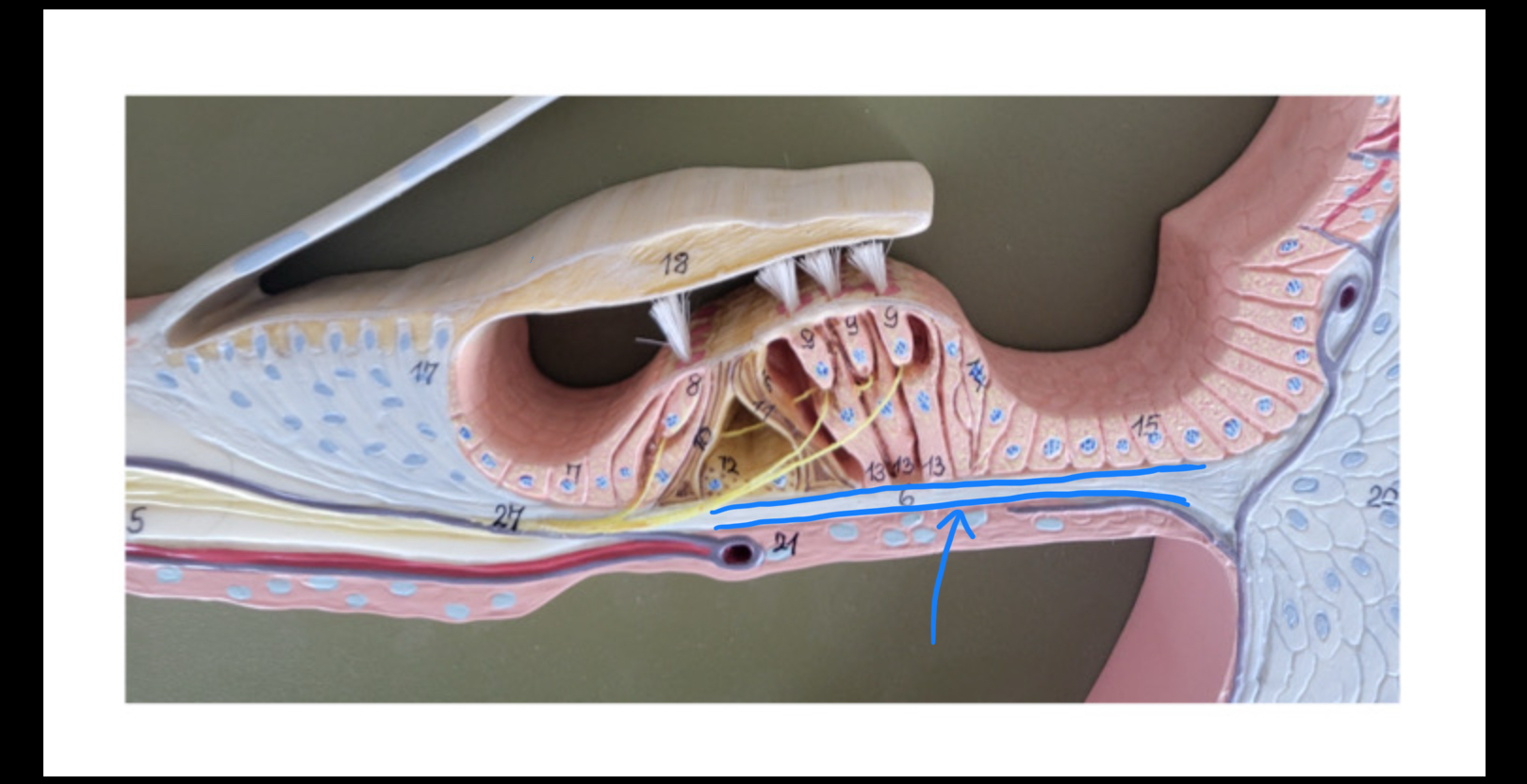 knowt flashcard image