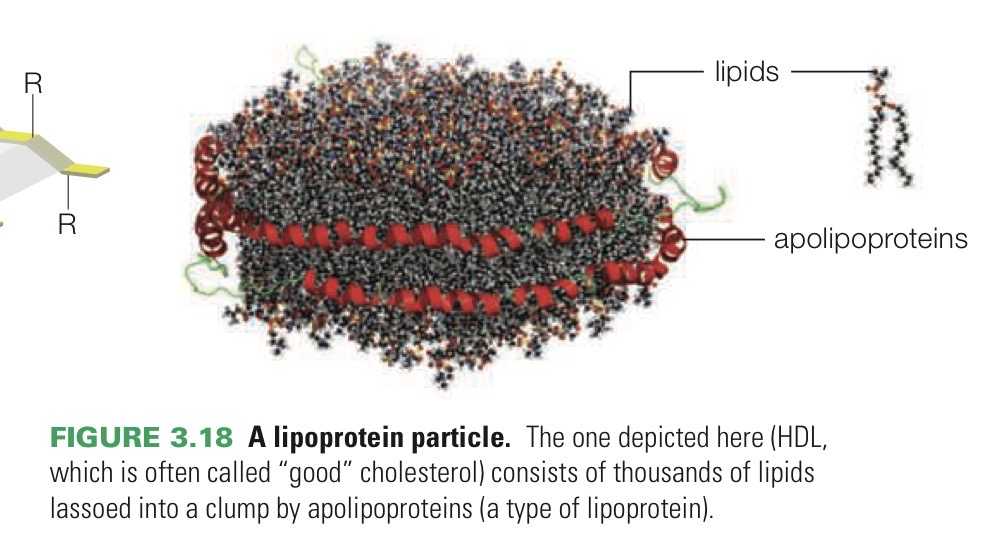 <p>Protein that can bind to lipids. They form particles that allow fats and other hydrophobic molecules to move through watery fluid into cells and bodies.</p>