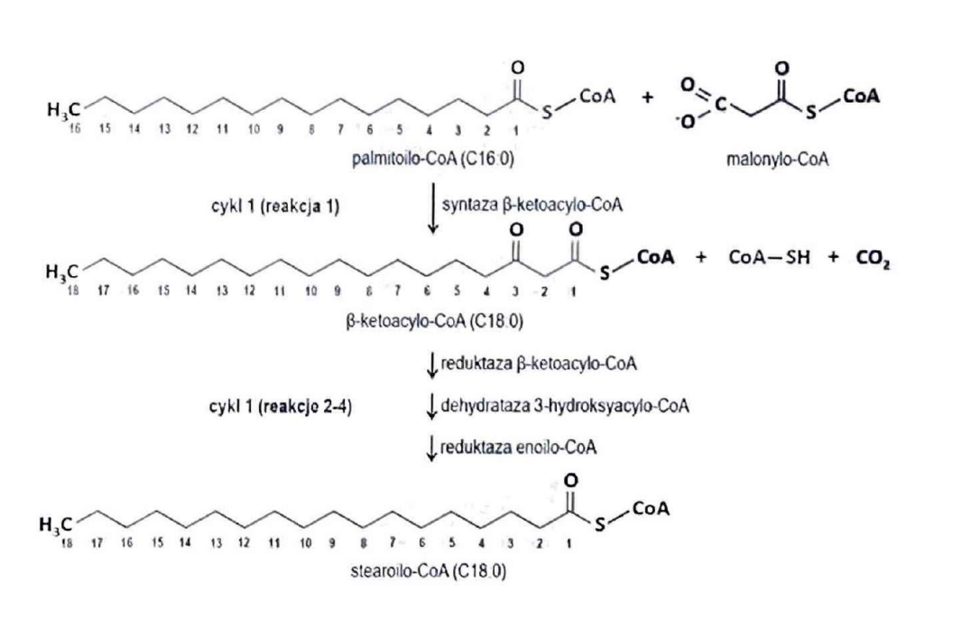 <p>syntaza, reduktaza, dehydrataza, reduktaza</p>