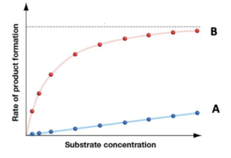 <p><span><span>The graph below shows the rate of product formation in an enzyme-catalyzed reaction as a function of varying substrate concentration, with the concentration of<br>enzyme constant. What if this enzyme was regulated by competitive inhibition and the regulatory molecule is left out of the reactions. Which graph would best represent<br>the rate of product formation.<br>A. Graph A<br>B. Graph B<br>C. Neither graph A nor B</span></span></p>