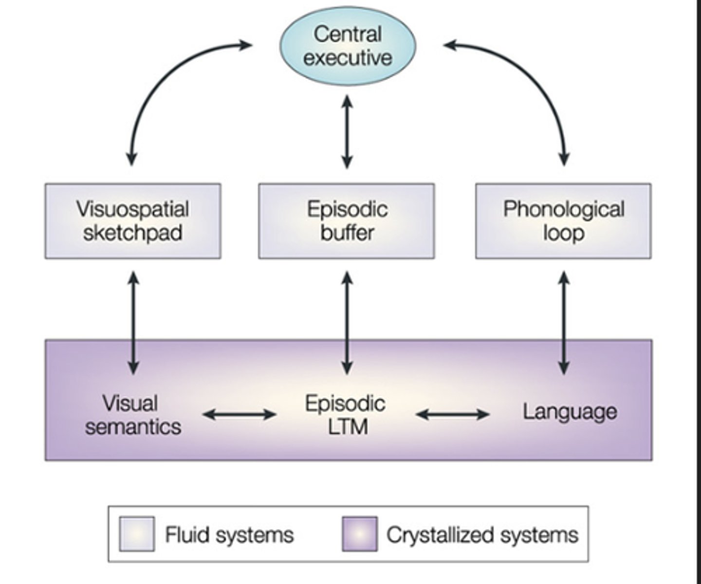 <p>The part of working memory that is responsible for monitoring and directing attention and other mental resources.</p>