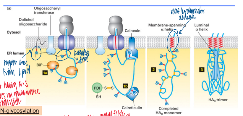 <ol><li><p>sugar tree on lipid gets trasnfered to the growing lipid via N-glycosylation; BiP and lectin are chaperones for folding </p></li><li><p>form disulfide bonds with PDI </p></li><li><p>arrange the peptide bond between proline and other AAs by peptide prolyl isomerase (PPI) </p></li><li><p>membrane insertion as a membrane-spanning alpha helix </p></li><li><p>protein oligomerization (form luminal alpha helix) </p></li></ol><p></p>