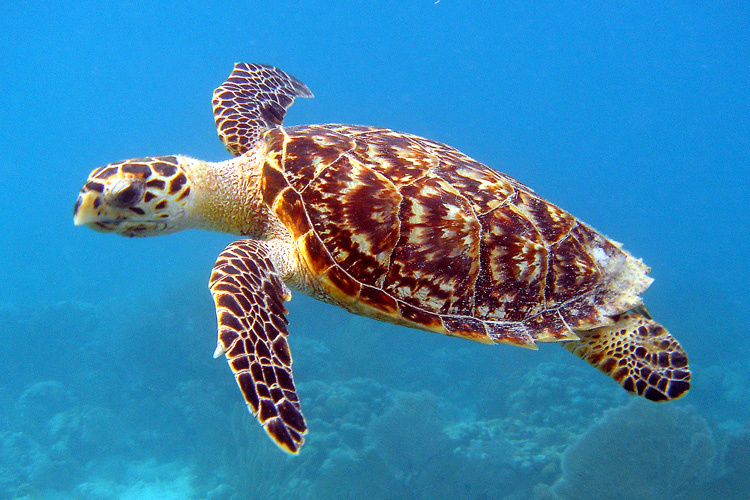 <p>Hawksbill Sea Turtle</p>