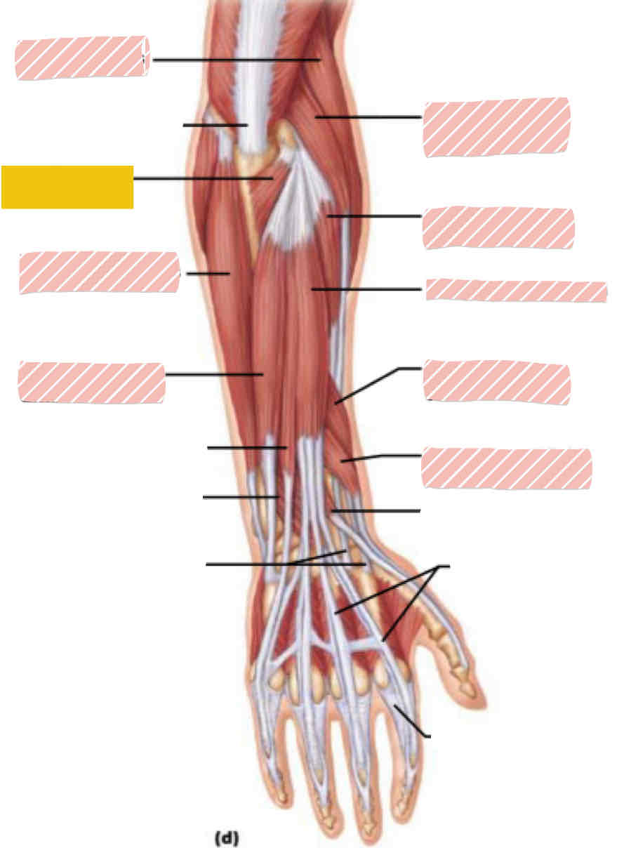 <p><span>Posterior arm</span></p>