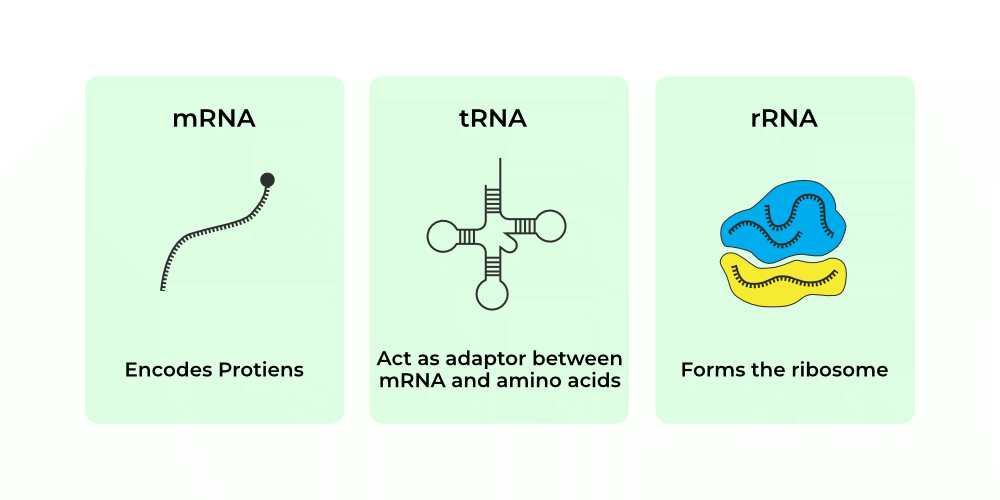 <p>mRNA carries necessary information made of RNA to be taken out of the nucleus whereas tRNA carries amino acids to read the message off the mRNA.</p>