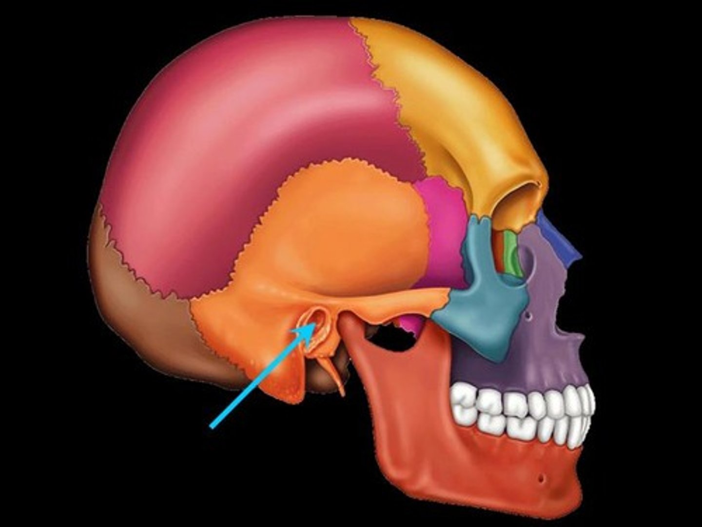 <p>Ear canal (part of the temporal bone) (allows sound to travel in)</p>