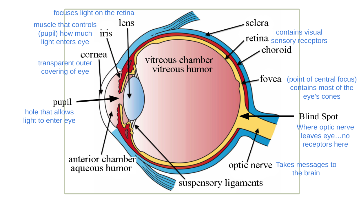 the anatomy of the eyeball. 