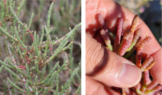 <ul><li><p>transitional zone</p></li><li><p>worm looking</p></li><li><p>green and red/pink</p></li><li><p>salty, edible succulent</p></li></ul><p></p>