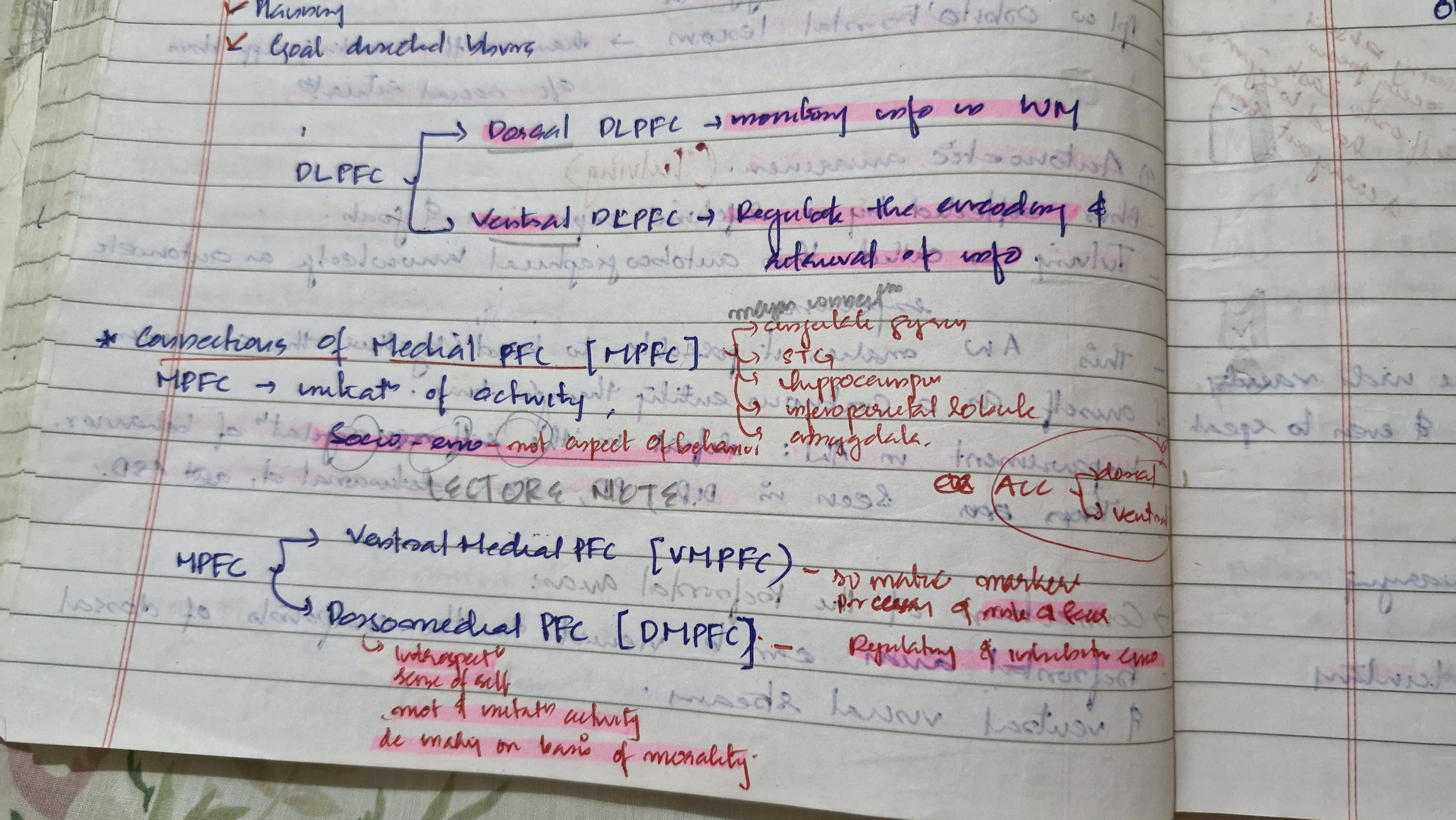 <p>Ventral medial PFC (VMPFC)</p><p>Dorsolateral PFC (DMPFC)</p>
