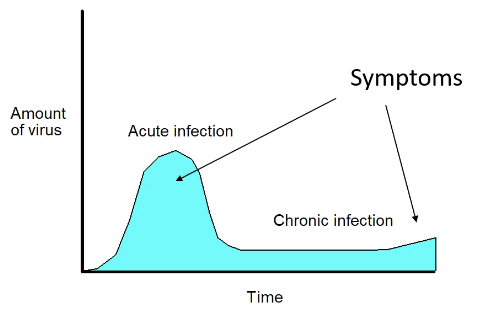 <p>Persistent(chronic) infection</p>