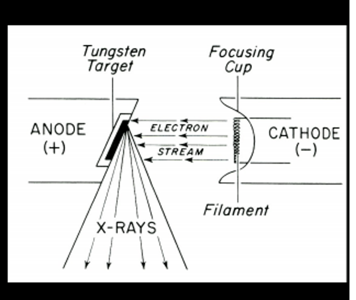<p>straight (diverging from a central focus)</p>