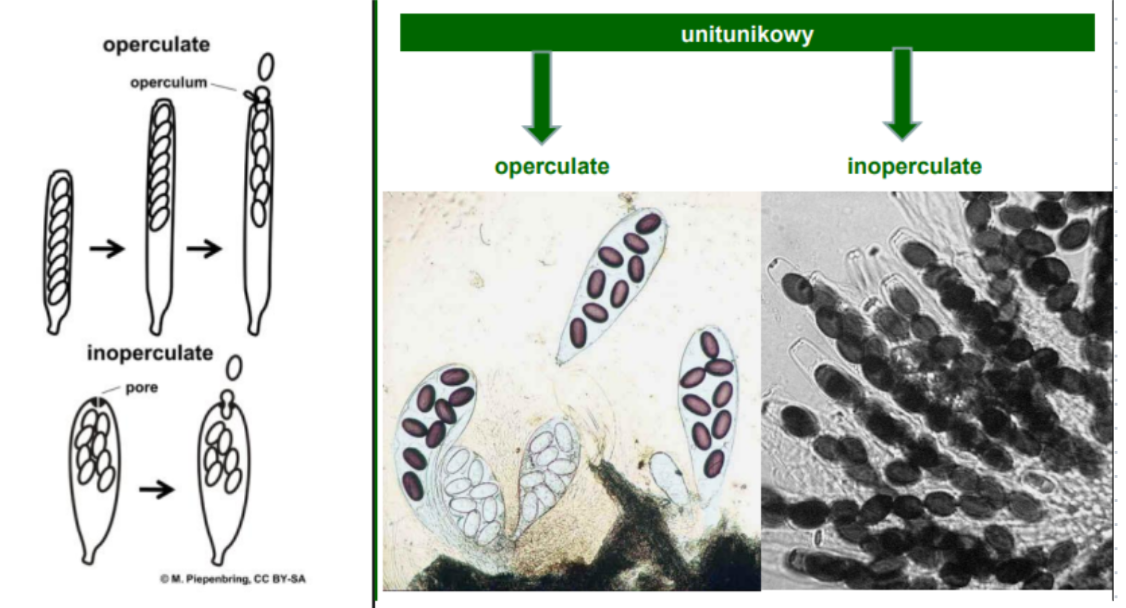 <p>-jedna ściana, ale grubsza i posiadająca mechanizmy rozpraszania zarodników<br><br>—operculate (wieczkowe)<br>-wieczko usuwane w sposób “eksplozywny”<br>-widoczny pyłek/dym zarodników<br><br>—inoperculate (bezwieczkowe)<br>-widoczny pierścień u szczytu komórki<br>-wypycha zarodniki<br>-mazista kropla na szczycie worka</p>