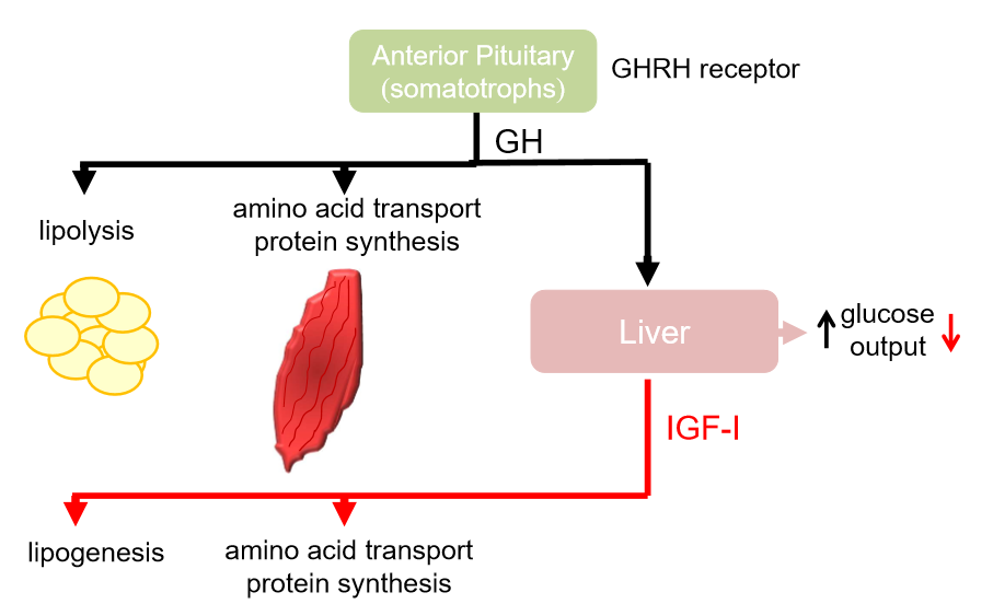 <ul><li><p>stimulates glycolysis</p></li><li><p>stimulates muscle to take up amino acids, converts them into proteins </p></li><li><p>hyperglycaemia- increase breakdown of glycogen in liver, increase glucose output, stimulates glucogenesis</p></li><li><p>increase glucose uptake into tissue and fat </p></li><li><p>growth hormone not involved in normal state</p></li><li><p>IGF-1 has opposite actions to growth hormone </p></li></ul><p></p>