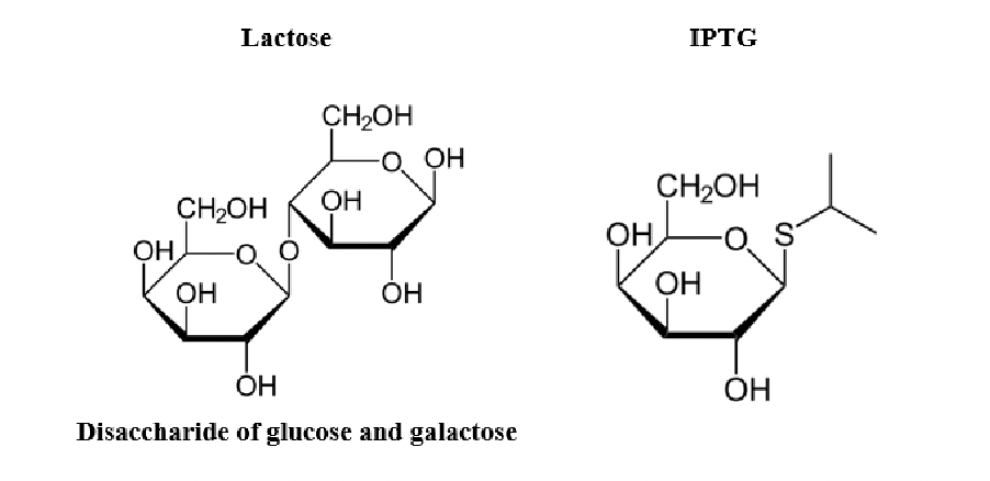 <p>the American Chemical Society (ACS) style guide points out that when referring to a molecule that is similar to another or derivative of another we use the British spelling analogue.</p>