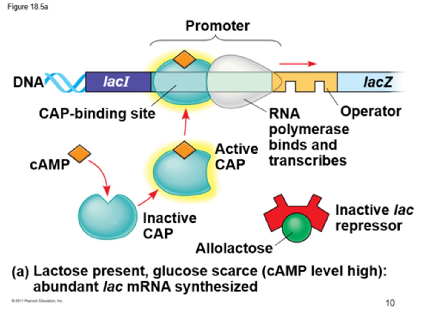 <p>transcription activator</p>