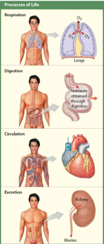 <ol><li><p>Respiration - O2 required for chemical processes obtained from atmosphere &amp; delivered to cardiovascular system, CO2 removed by cardiovascular system</p></li><li><p>Digestion - mechanical &amp; chemical process to convert ingested food into simple absorbable substances</p></li><li><p>Circulation: internal movement &amp; distribution of O2 wastes, &amp; digestion products</p></li><li><p>Excretion: undigested food &amp; wastes of metabolism eliminated from body </p></li></ol><p></p>