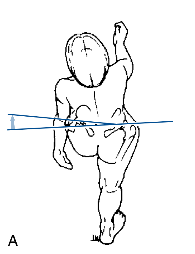 <p>Describe the posterior movement of the pelvic joint:</p>