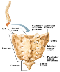 <p>Formed from the fusion of 5 vertebrae. </p>