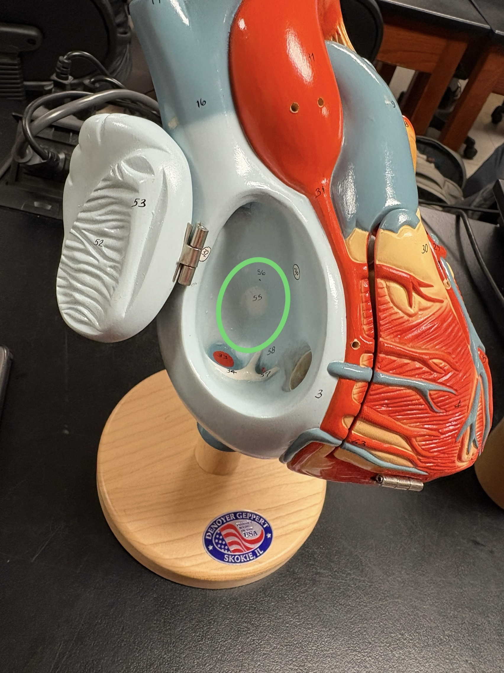 <p>round depression in the wall of R. Atrium </p>