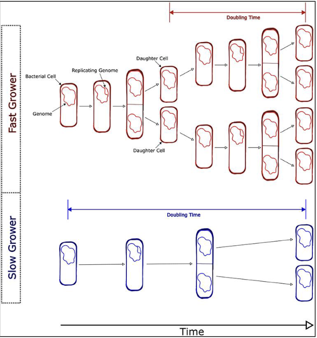 <p>For a bacterium in the open ocean with a doubling time (generation time) of 2 days. </p><p>Consider the population of this species: In one mL, the population is 1,000 cells.</p><p>After 6 days (3 generations), what will be the abundance of that species’ cells in that 1 mL of seawater?</p><p>Assumptions:</p><ul><li><p>No predation</p></li><li><p>No viral infection/lysis</p></li><li><p>Enough organic material for the growth of this species at this growth rate</p></li></ul><p></p>